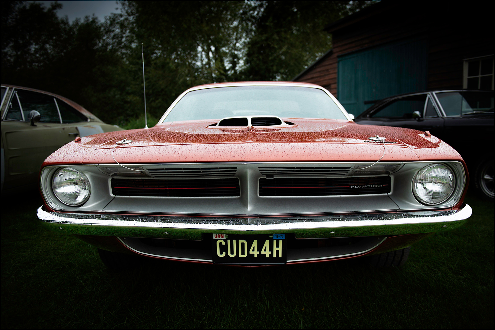 A SLIGHTLY DAMP CUDA by Terry Scoines